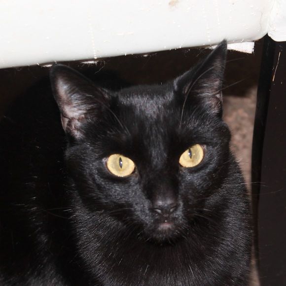 Meet your Posher, Mary - Picture 1 of 1